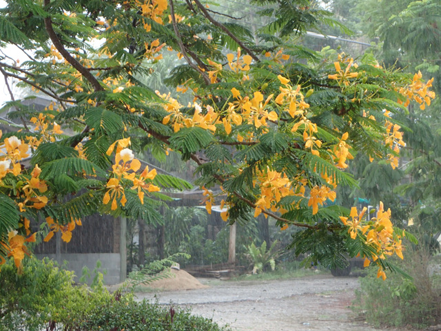 web_gelbe_baumblueten