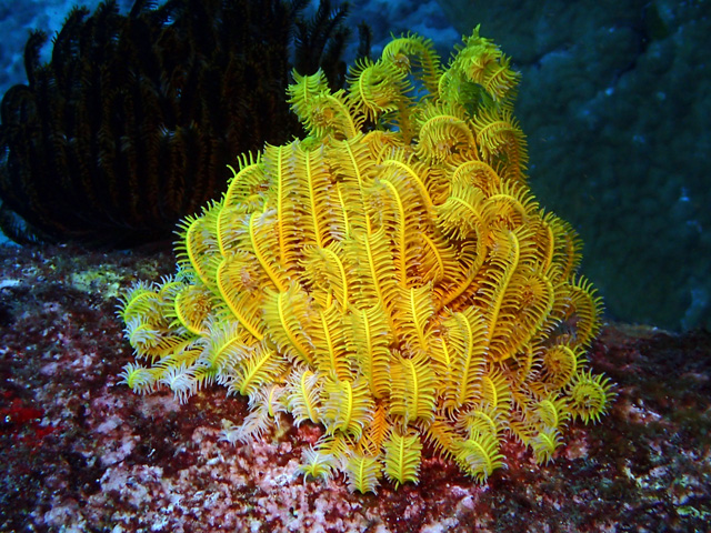 web_gelbe_koralle