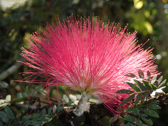 web_rote_fadenbluete