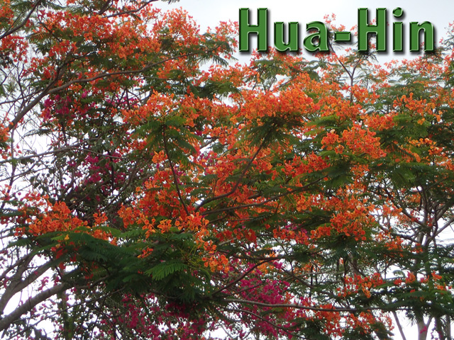 web_s_rote_baumblueten