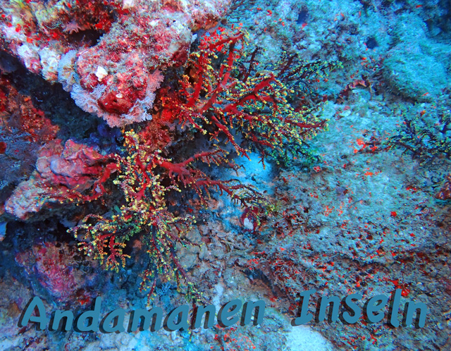 web_s_rote_korallen