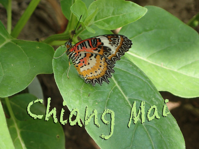 web_s_schmetterling